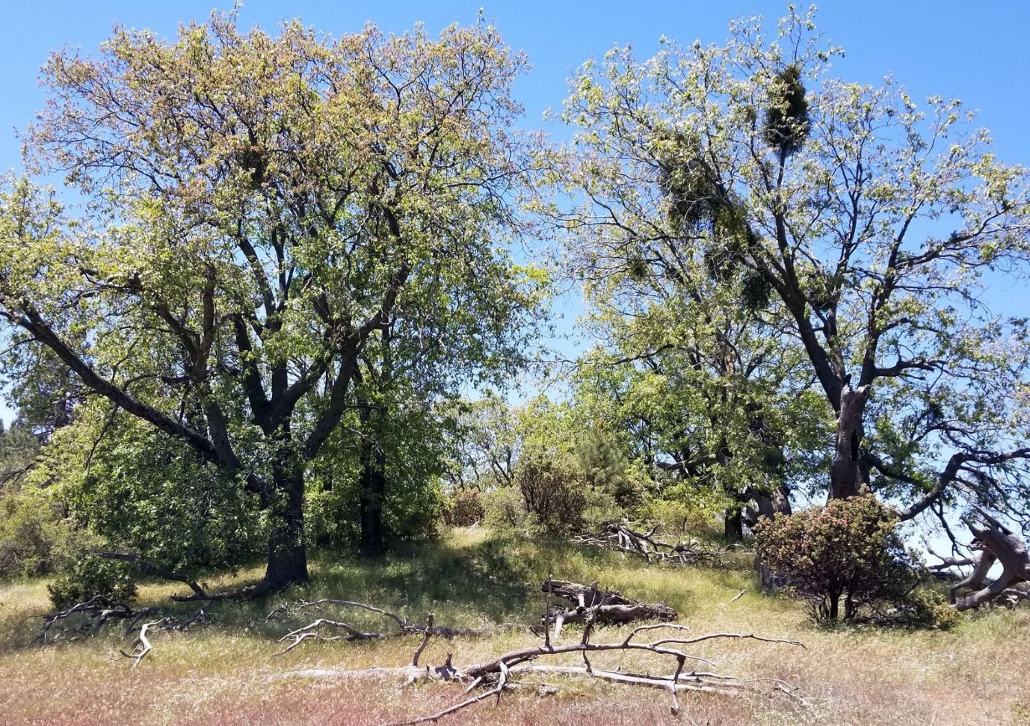 Cahuilla Mountain Trail: 5.27.18