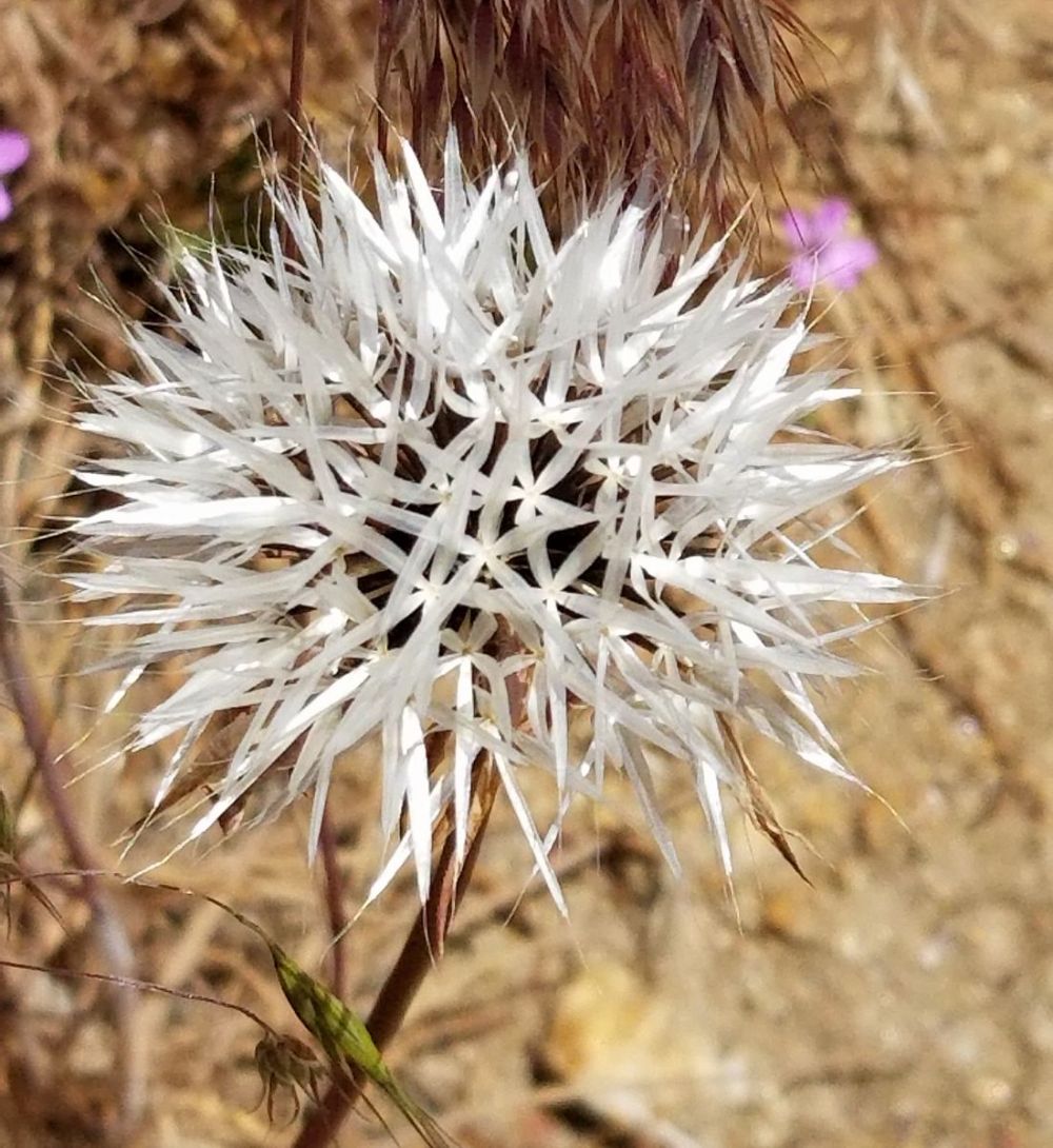 Cahuilla Mountain Trail: 5.27.18