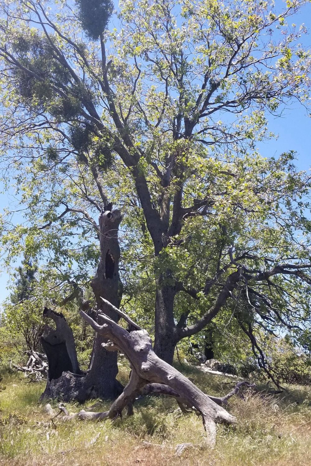 Cahuilla Mountain Trail: 5.27.18