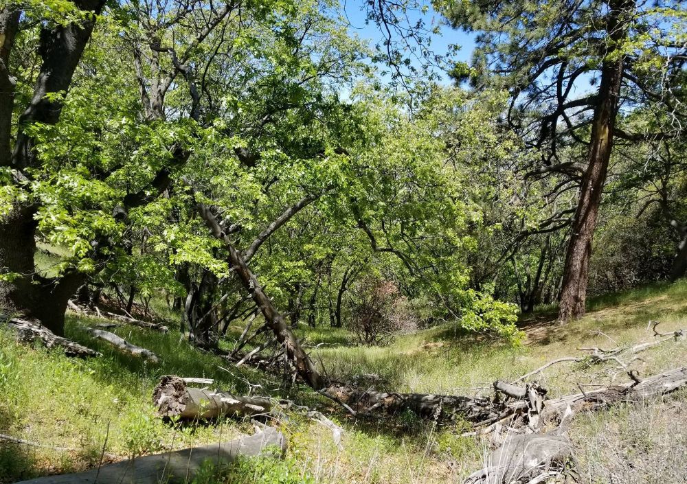 Cahuilla Mountain Trail: 5.27.18