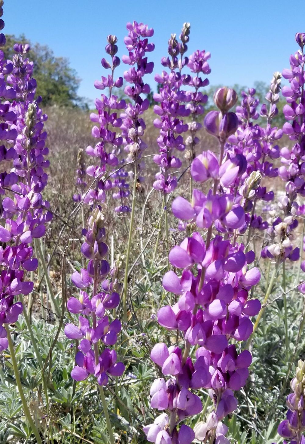 Cahuilla Mountain Trail: 5.27.18