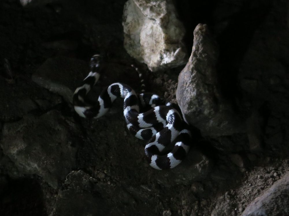 Packsaddle Cave Trail: 7.3.19