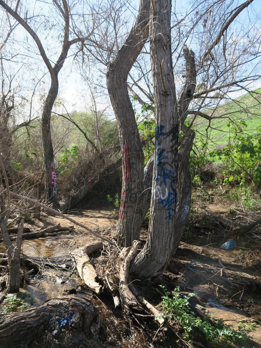 Graffiti Waterfall: 2.4.17